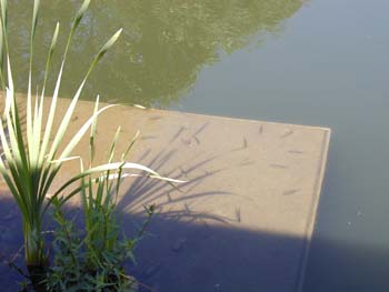 Ein Schwarm kleiner Fischchen auf dem Dach des Kellers im Schulteich.