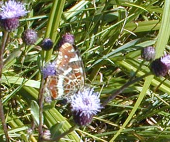 Wildpflanzen wie hier die Distel bieten Nahrung und Lebensraum fr verschiedenste Schmetterlinge-