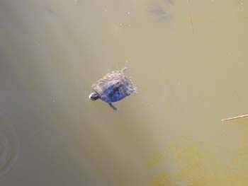 Es gibt hier viele freilebende Wasserschildkrten.