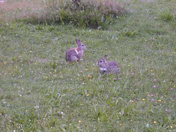   ----- und natrlich auch Kaninchen.