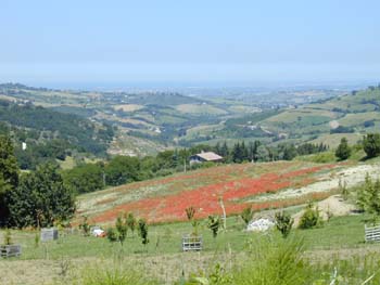 Wilder Mohn, im Hintergrund Cesenatico und das Mittelmeer.