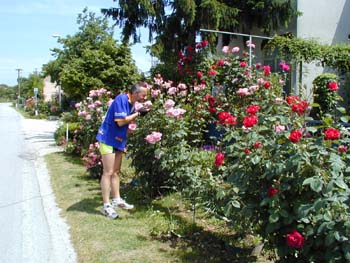 Einer von vielen, vielen privaten Rosengrten.